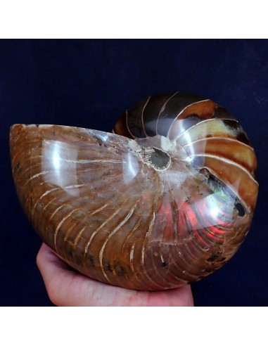 Nautilus Fosilizado - 4,27 kg