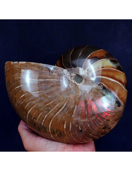 Nautilus Fosilizado - 4,27 kg