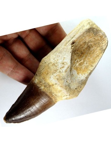 Exclusivo Diente Fósil Mosasaurio - Exclusive Minerals