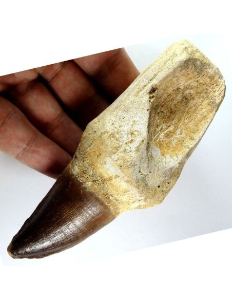 Exclusivo Diente Fósil Mosasaurio - Exclusive Minerals