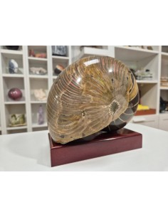 Nautilus Fosilizado - 4,27 kg 2