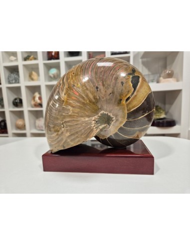 Nautilus Fosilizado - 4,27 kg