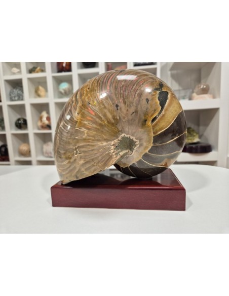 Nautilus Fosilizado - 4,27 kg