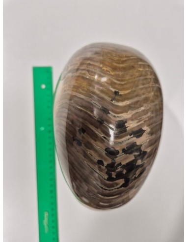 Nautilus Fosilizado - 4,27 kg