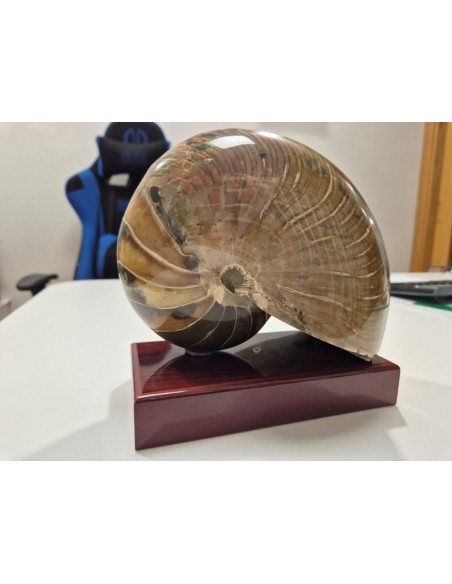 Nautilus Fosilizado - 4,27 kg