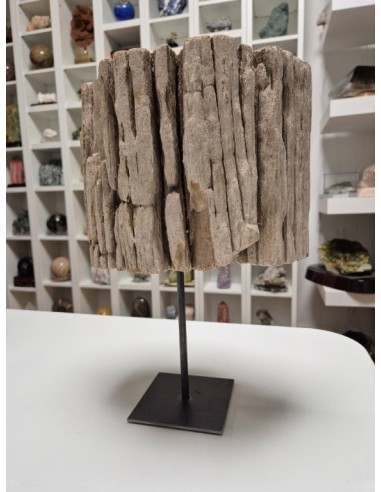 Tronco de Diptocarpus Fosilizado – 11 kg