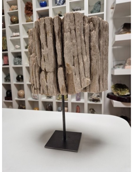 Tronco de Diptocarpus Fosilizado – 11 kg