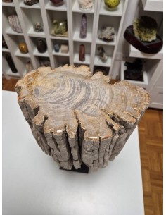 Tronco de Diptocarpus Fosilizado – 11 kg
