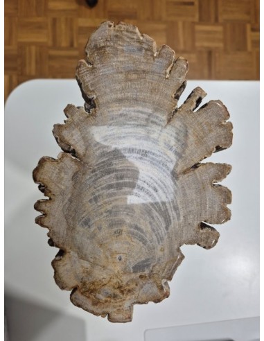 Tronco de Diptocarpus Fosilizado – 11 kg
