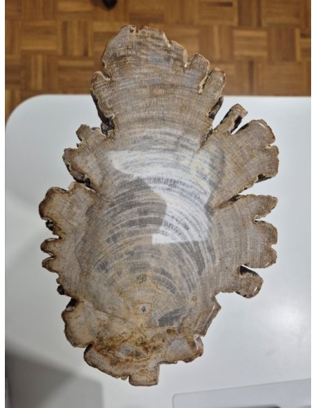 Tronco de Diptocarpus Fosilizado – 11 kg